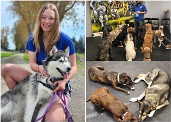 Delta dog trainer Good Hound Dog Training and Daycare