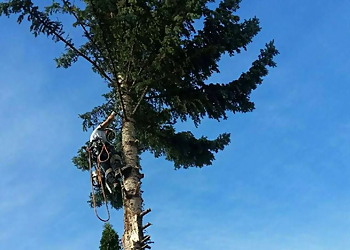 Goodwin's Trees - St Catharines, ON Tree Services - Tree Care Image