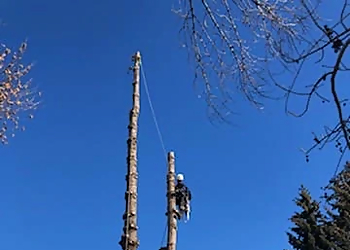 Goodwin's Trees - St Catharines, ON Tree Services - Tree Trimming Image