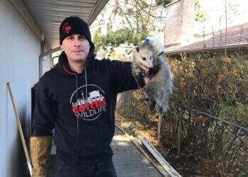 Gotcha Wildlife Removal Services - Oshawa, ON Élimination Des Animaux - Service Image