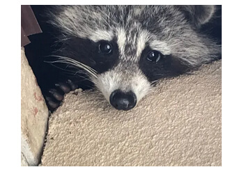 Ottawa animal removal Grady's Wildlife Removal