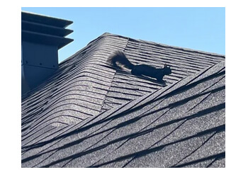 Ottawa animal removal Grady's Wildlife Removal