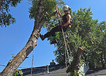 Winnipeg Services d'arboriculteur Green Drop Tree Care