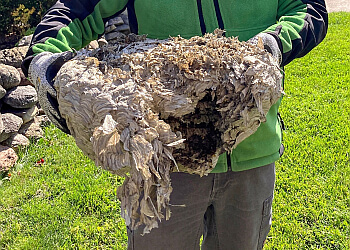 Guelph pest control GreenLeaf Pest Control