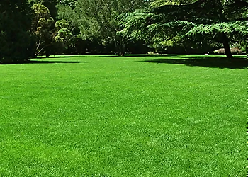 London lawn care service Greener Still Lawn Care