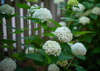 Windsor landscaping company Greenspace Guru Landscaping