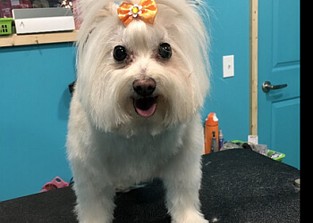 Medicine Hat pet grooming Grooming By Jennifer Hayes