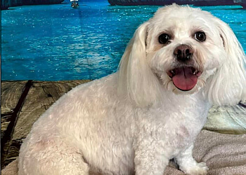 Medicine Hat pet grooming Grooming By Jennifer Hayes