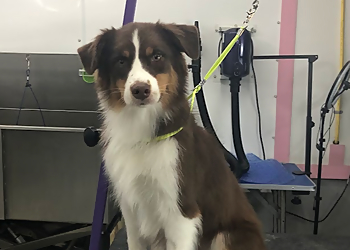 Grooming By Kimberly Grooming By Kimberly - Medicine Hat, AB Pet Grooming - Service Image