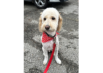 Richmond Hill pet grooming Grooming With Love