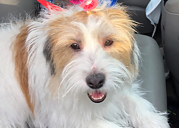 Richmond Hill pet grooming Grooming With Love