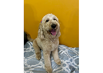 Richmond Hill Salons de Toilettage Pour Animaux De Compagnie Grooming With Love