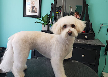 Waterloo Salons de Toilettage Pour Animaux De Compagnie Grooming with Finesse