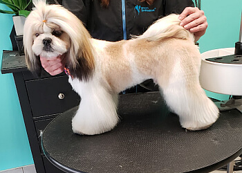 Waterloo Salons de Toilettage Pour Animaux De Compagnie Grooming with Finesse