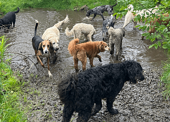 Kingston dog walker Groovytown Dog Lodge