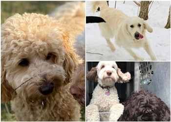 Kingston dog walker Groovytown Dog Lodge