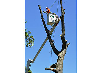 Sarnia tree service Guardian Tree Systems Inc.