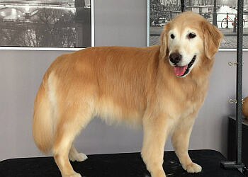 Markham pet grooming Guau Pet Grooming Spa