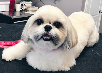 Markham pet grooming Guau Pet Grooming Spa