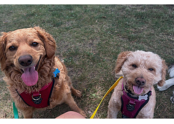 Toronto dog walker Gussy & Company Inc.