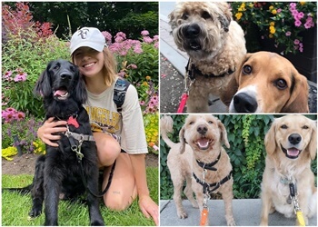 Toronto dog walker Gussy & Company Inc.