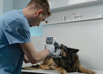 Maple Ridge veterinary clinic Head to Tail Veterinary Hospital