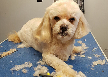 3 Best Pet Grooming in Cambridge, ON - ThreeBestRated