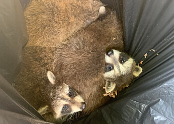 Oakville animal removal Halton Wildlife Services