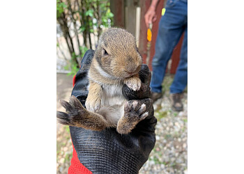 Oakville animal removal Halton Wildlife Services