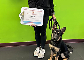 New Westminster dog trainer Happy Campers Dog Training & Daycare