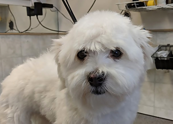 Happy Hound Dogcare Company - Nanaimo, BC Pet Grooming - Service Image
