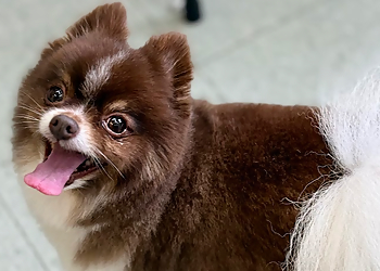 Happy Hound Dogcare Company - Nanaimo, BC Pet Grooming - Service Highlights