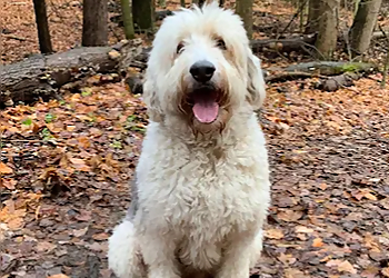 Newmarket dog walker Happy Hounds Dog Training & Dog Walking