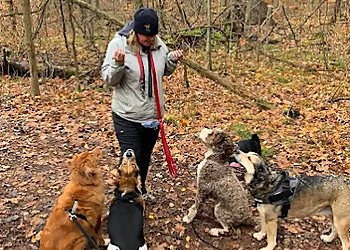 Newmarket dog walker Happy Hounds Dog Training & Dog Walking