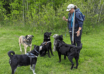 Newmarket dog walker Happy Hounds Dog Training & Dog Walking