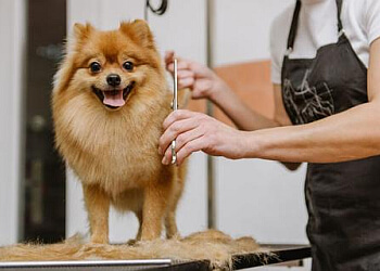 Sherwood Park pet grooming Happy Pet Spa