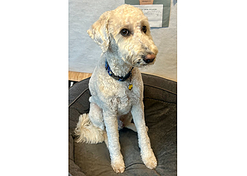 London Salons de Toilettage Pour Animaux De Compagnie Happy Tails