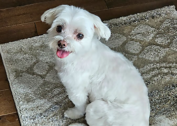 London Salons de Toilettage Pour Animaux De Compagnie Happy Tails