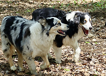 Huntsville pet grooming Happy Tails Pet Resort & Camp