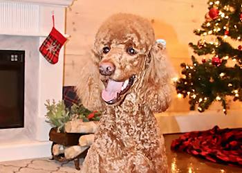 Huntsville pet grooming Happy Tails Pet Resort & Camp