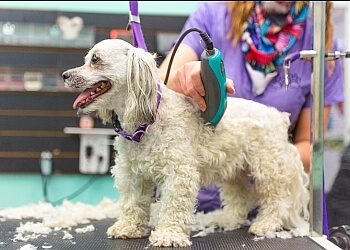 Saskatoon Pet Grooming Head To Tail Pet Spa