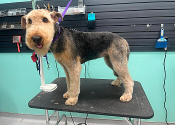 Saskatoon Pet Grooming Head To Tail Pet Spa