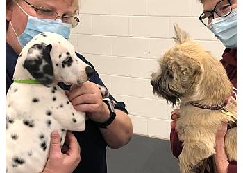 Fredericton dog trainer Healing Heeling Paws