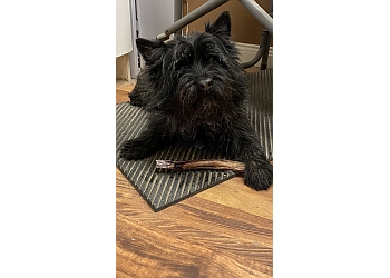 Fredericton dog trainer Healing Heeling Paws