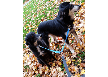 Guelph Promeneurs De Chiens Heidi's Happy Hounds