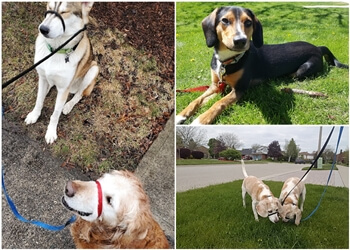 Guelph Promeneurs De Chiens Heidi's Happy Hounds