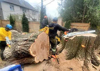 Toronto tree service Heritage Tree Care Inc.