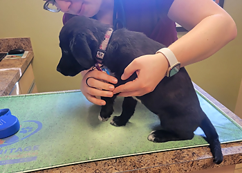 Hermitage Veterinary Hospital - Edmonton, AB Veterinary Clinics - Surgery Room Image