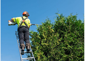 Halton Hills Services d'arboriculteur Hilltop Tree Care