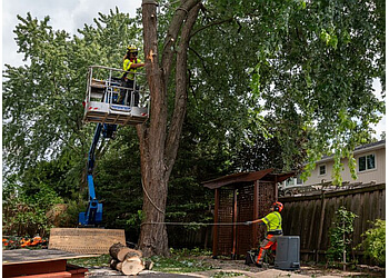 Halton Hills Services d'arboriculteur Hilltop Tree Care